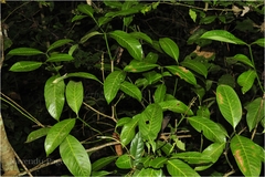 Psychotria adenophylla